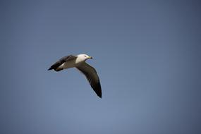 Nature Wildlife view