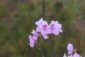 Flowers Nature blur macro