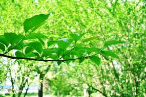 Green Leaves Plant Tree