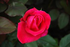 Floribunda Flowers Red