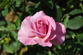 Floribunda Flowers Pink