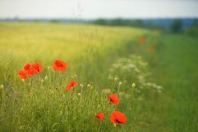 Poppy Field Meadow