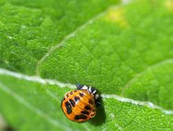Nature Leaf Outdoors