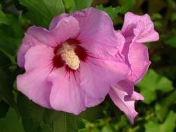 Flower Hibiscus Pink
