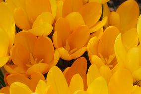 Flower Crocus Yellow