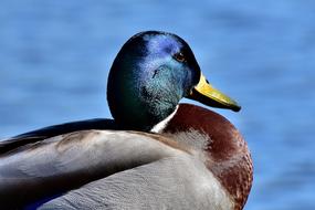 Mallard Drake Water Bird Male
