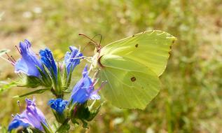 Nature Flower Butterfly Day
