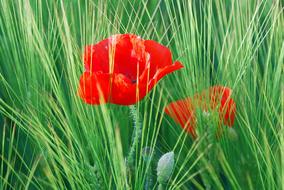 Flower Poppy Red Wheat