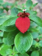 Green Nature Natural