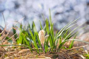 Nature Grass Plant
