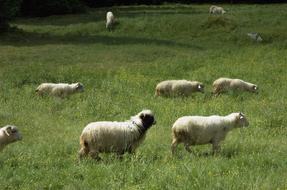 Sheep Tatry Nature Pasture