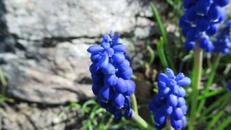 Grape Hyacinth Rock Nature