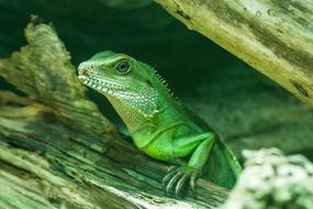 Lizard Green Nature