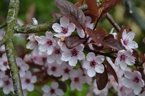 Tree Flower Nature