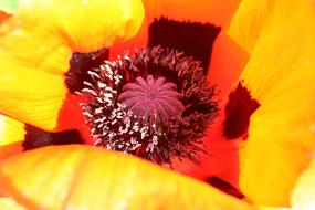 Poppy Blossom Bloom