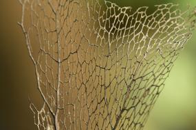 Dry Leaf Frame, macro, blur background