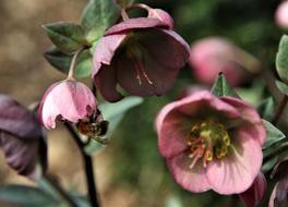 Flower Outdoors Flora