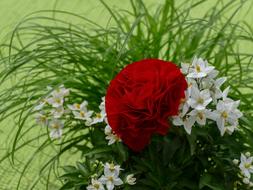 Ranunculus Red Jasmin Bamboo