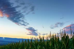 Cornfield Bern Switzerland