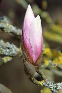 Magnolia Tree Nature