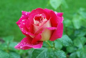 Flower Rose Red