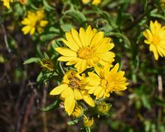 Wild Sunflower Wildflower