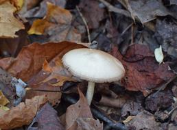 White Fall Mushrooms Mushroom