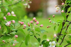 Flowering Tree Fruit The Buds