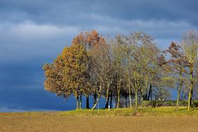 Landscape Tree Sunlight