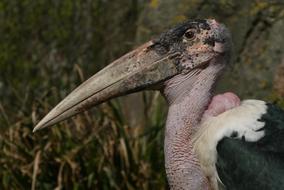 Marabou Stork Bird Of Prey Zoo