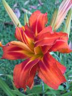 Orange Flower Petals