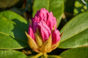 Rhododendron Blossom Bloom Close up