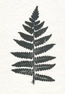 leaf nature flora desktop paper