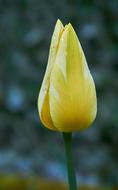 Tulip Tulpenbluete Bud Spring