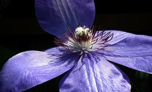 Flower Clematis Blue