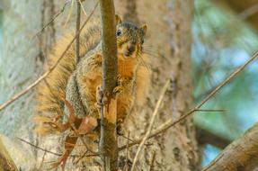 Squirrel Tree Animal