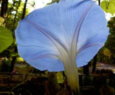 Morning Glory Flower