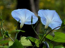 Morning Glory Flower