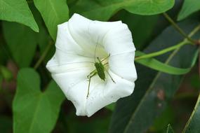 Macro Bindweed Grasshopper