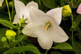 White Flower Petunia Nature