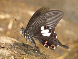 Butterfly Nature Thailand