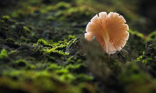 Nature Moss Mushroom