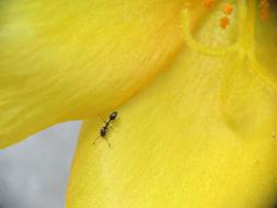 Closeup picture of Tiny ant on yellow Bloom