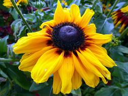 Flower Rudbeckia Yellow