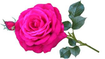 Rose David Austin Prince