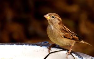 Sparrow Small Bird Cute