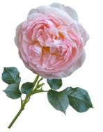 Rose Pink David Austin