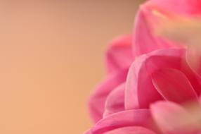 Flowers Flower Summer