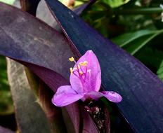 Small Flower Pink Nature