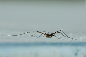 Nature Animal World Arachnid Weber